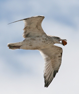 Ring-billed Gull juvenile